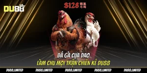 Đá gà cựa dao